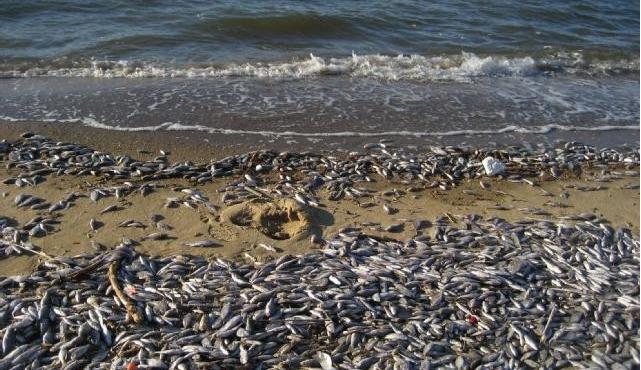 Low Dissolved Oxygen Main Culprit in Reported Maryland Fish Kills ...