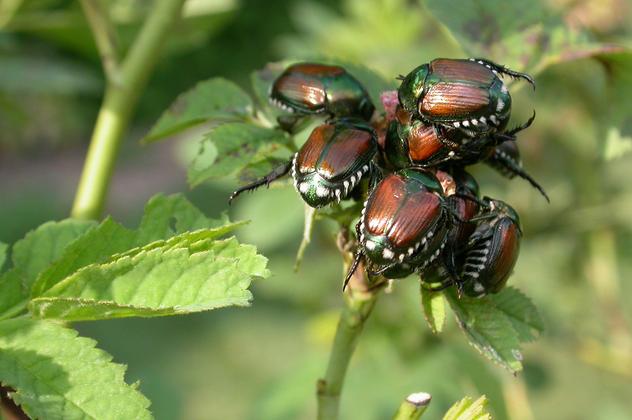 Blundering Gardener: Waging war against the Japanese beetle – Twin