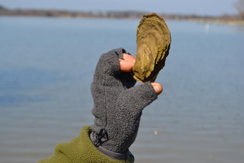 size of oyster spat