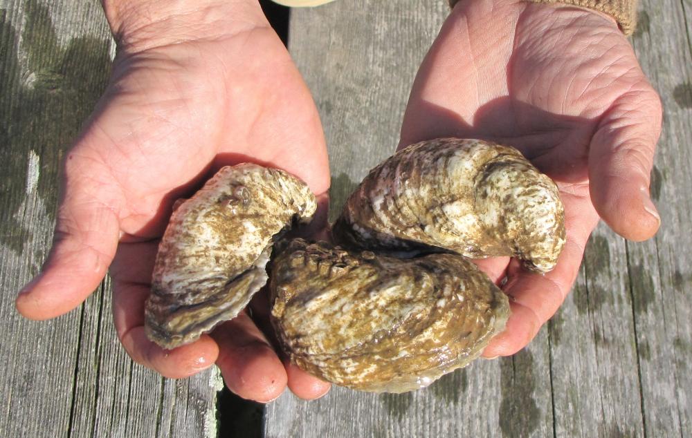 Maryland 3.0 On Tonight's Menu.....Dogfish? Talbot Spy