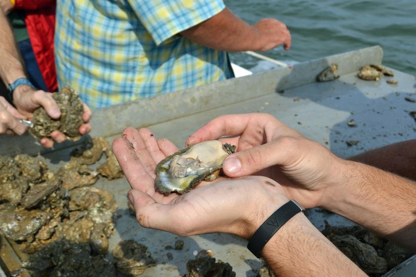 Maryland 3.0 On Tonight's Menu.....Dogfish? Talbot Spy