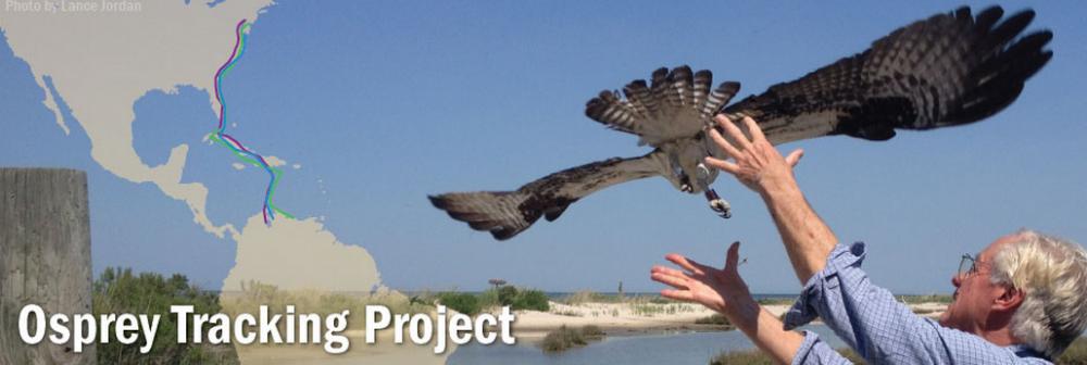 osprey tracking