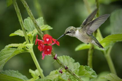 Hummingbirds By Angela Rieck - Talbot Spy