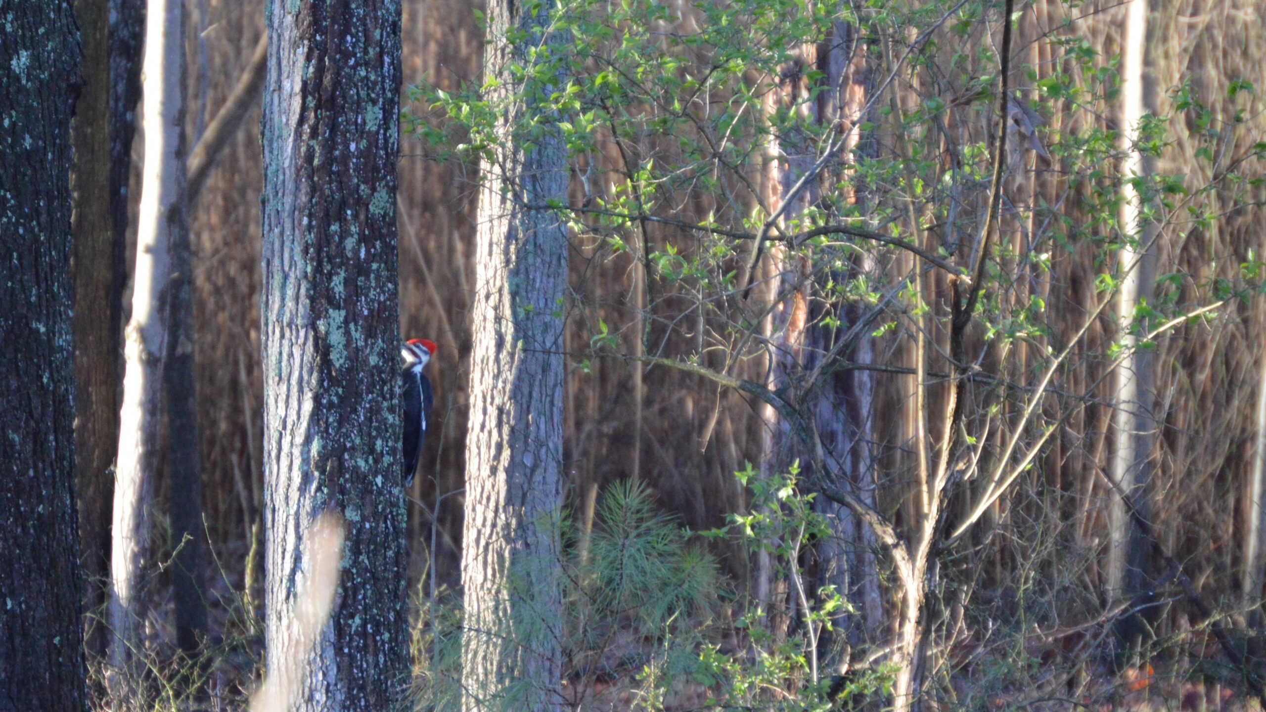 Pileated woodpecker among a group trees