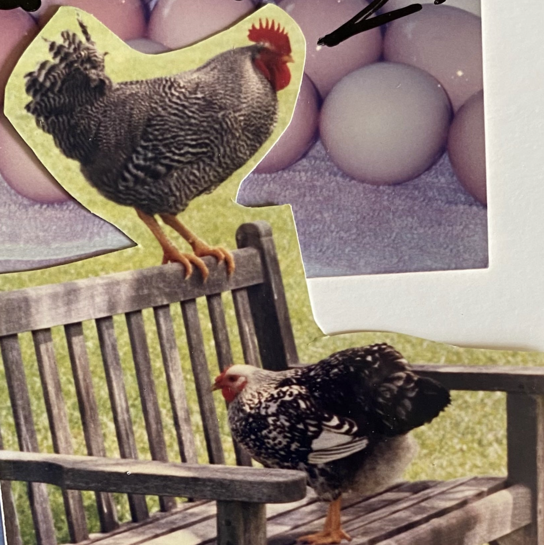 A big rooster stands on the back of a wooden bench.