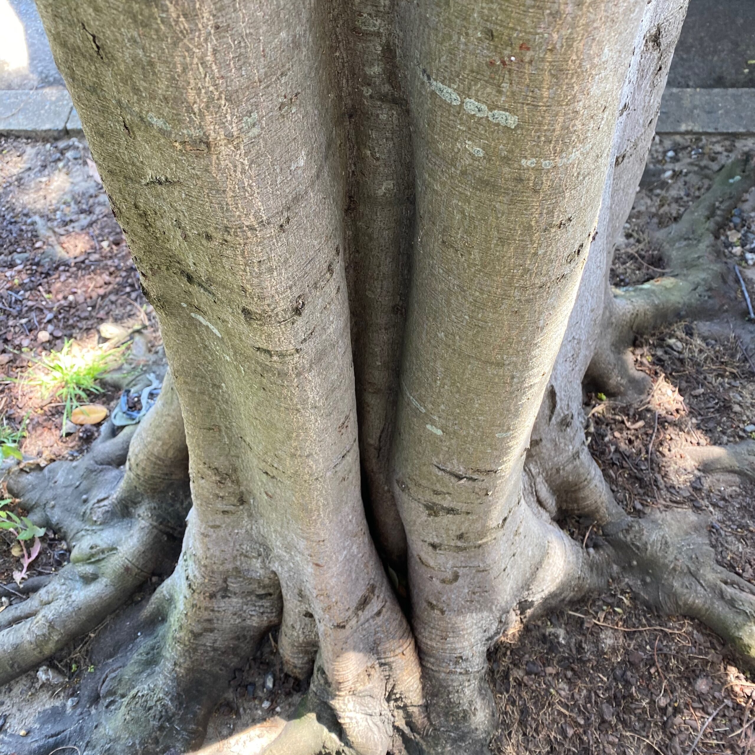 Image of a tree trunk that resembles the sturdy, gray legs of an elephant