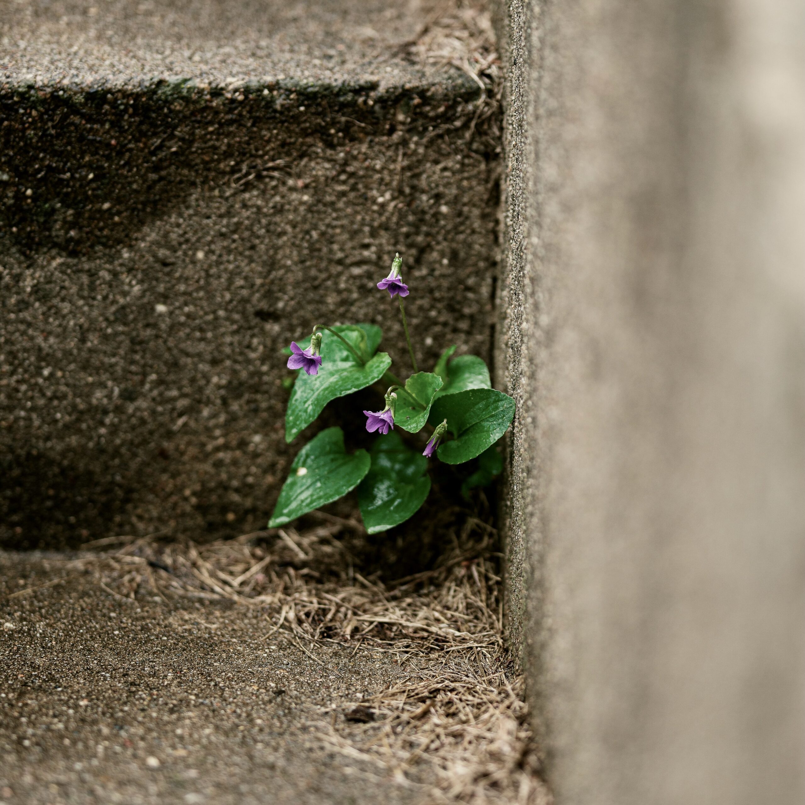 A wild violet plant with small purple flowers grows in the corner of a cement step