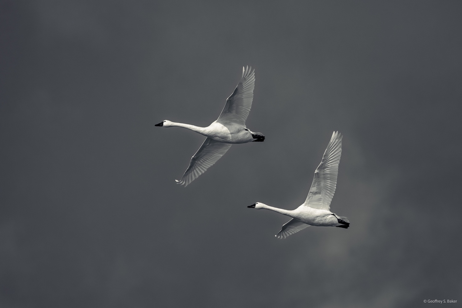 On a winter'a day, a pair of tundra swans descend out of a gray sky.”Tundra Swans” by Geoffrey S. Baker