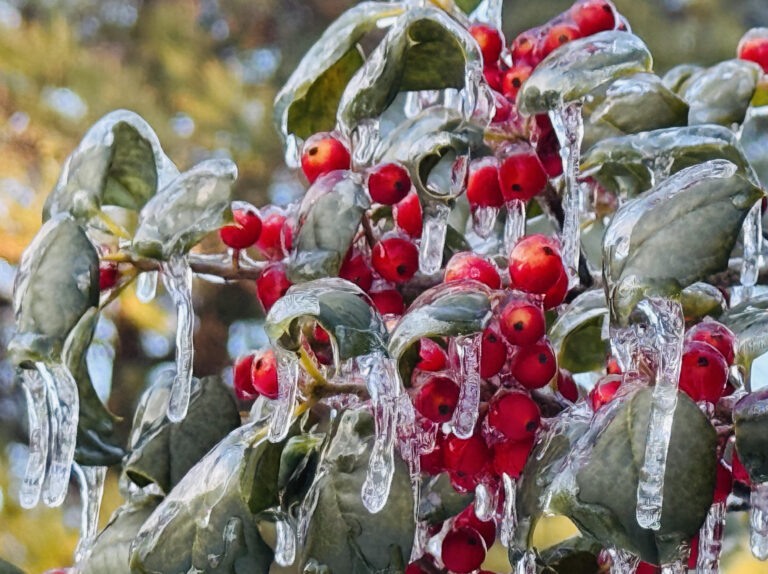 Ice Storms, Dismal Oyster Market and Frost’s Birches