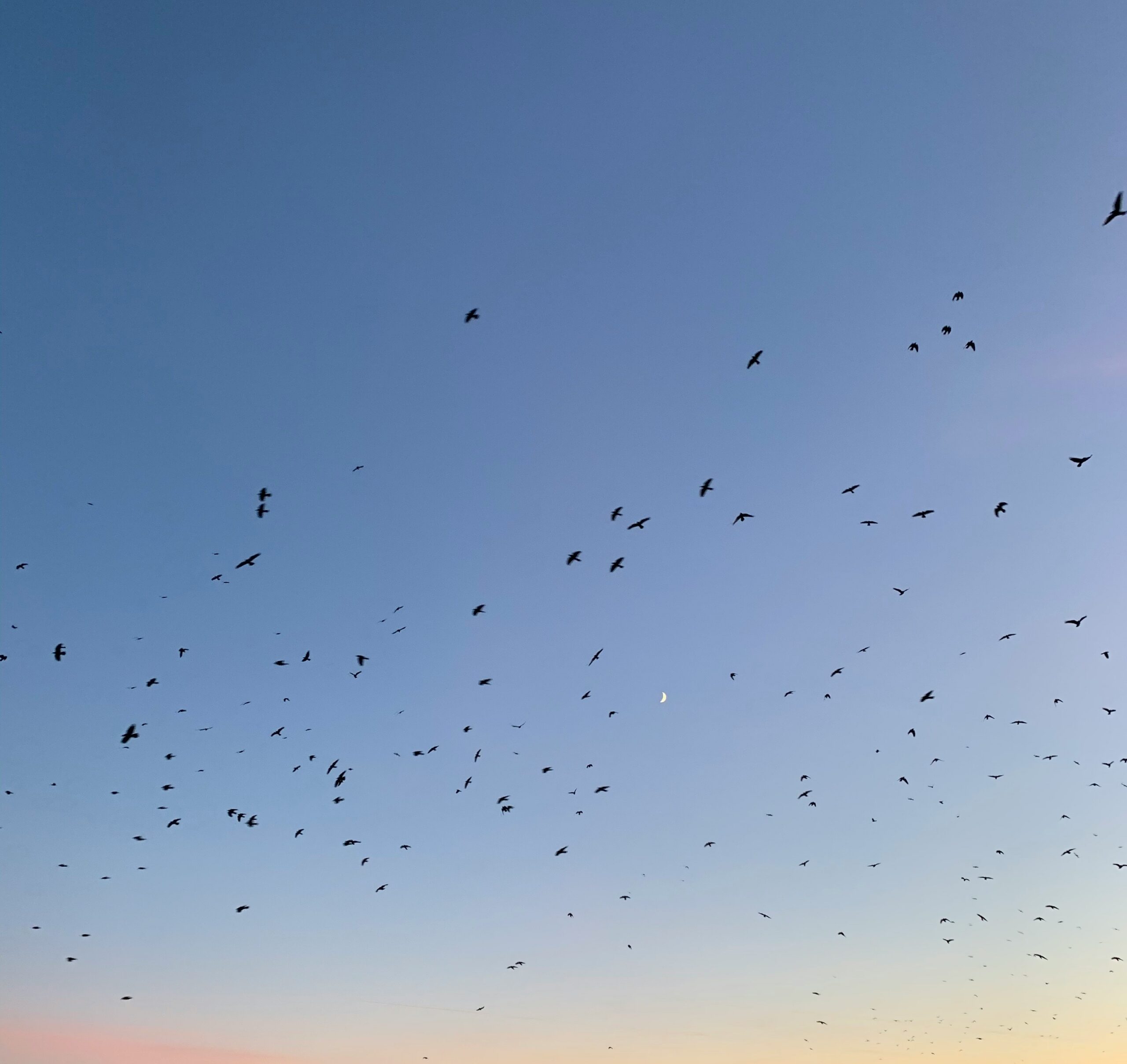 Black birds flying across a late day sky