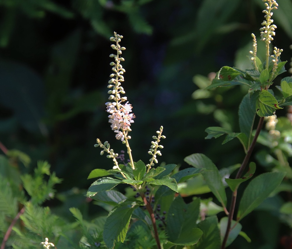 2026 07 24 black cohosh (2)r3